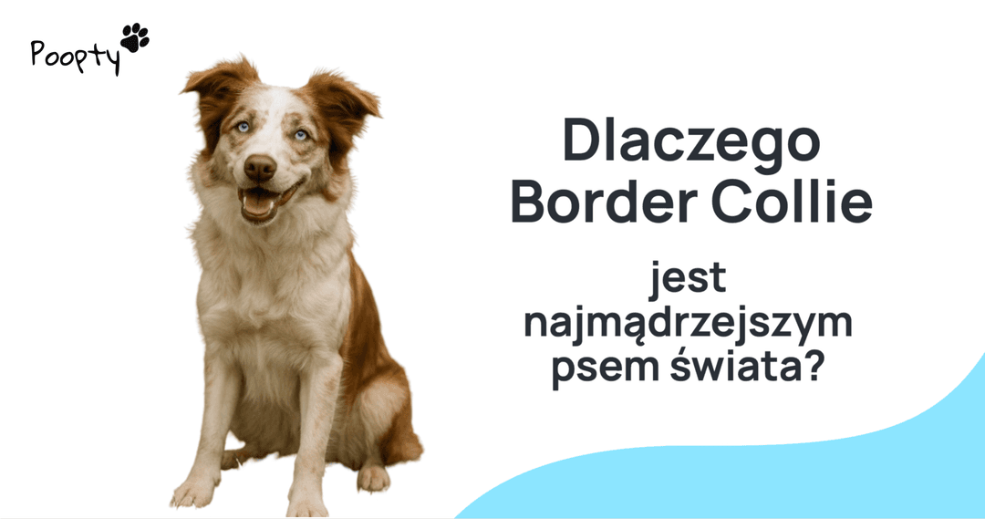 Border Collie – najinteligentniejszy pies świata