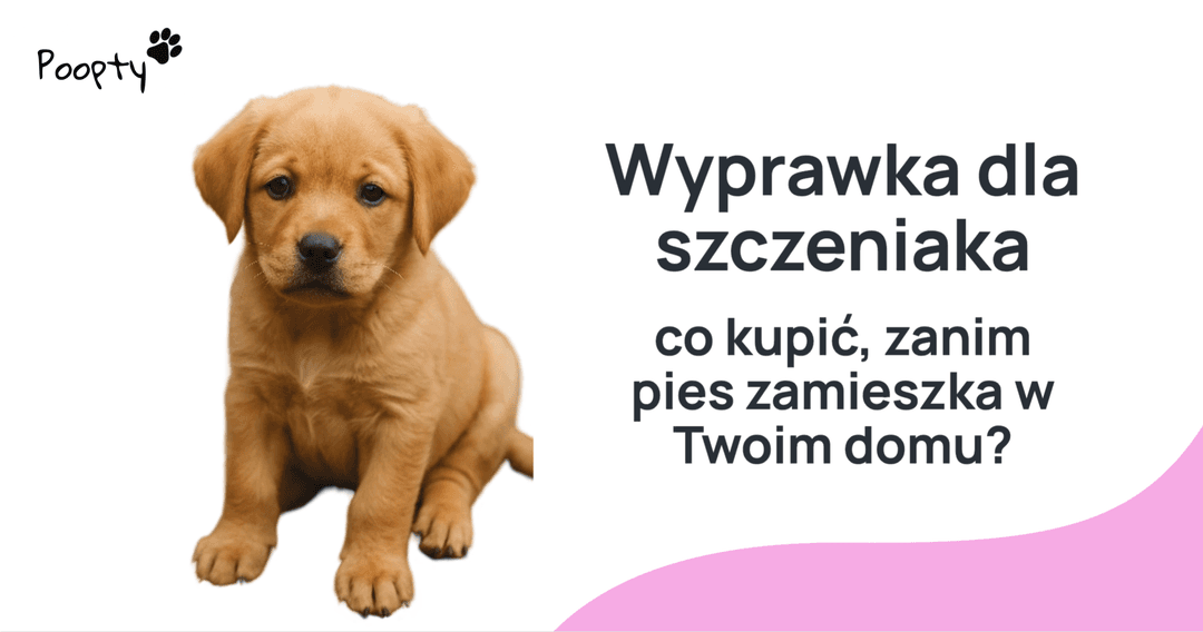 Wyprawka dla szczeniaka – co kupić, zanim pies zamieszka w Twoim domu?