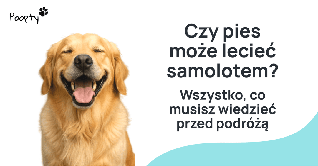 Czy pies może lecieć samolotem? Wszystko, co musisz wiedzieć przed podróżą (2025)