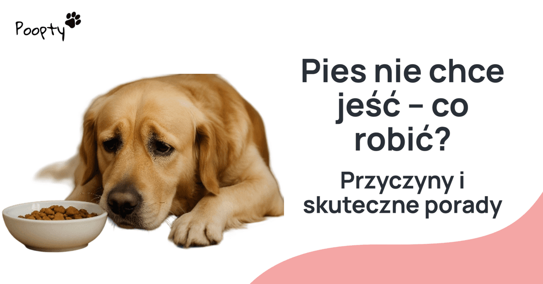 Pies nie chce jeść – co robić? Przyczyny i skuteczne porady