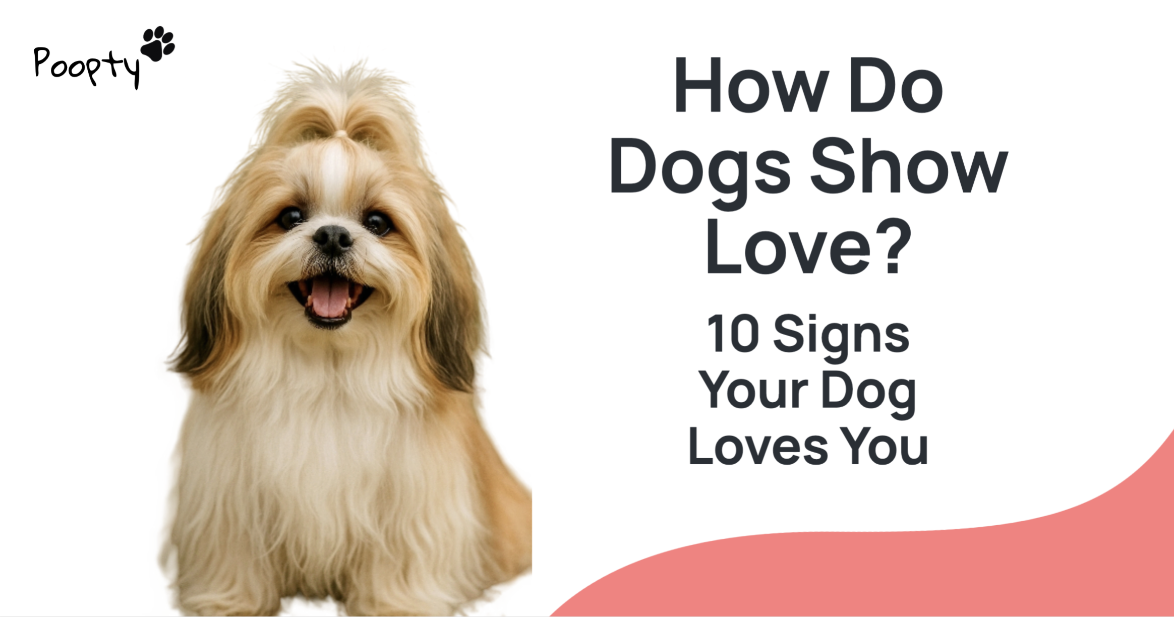 How Do Dogs Show Love? 10 Signs Your Dog Loves You | Poopty